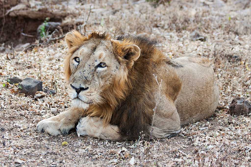  gir national park
