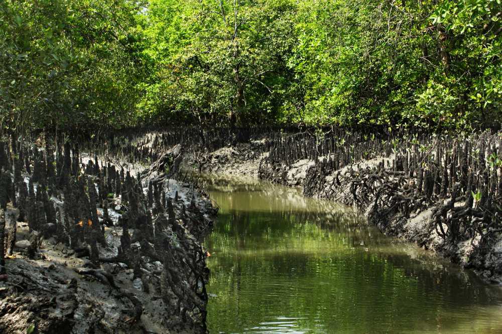 Sundarbans Mangrove Forest
